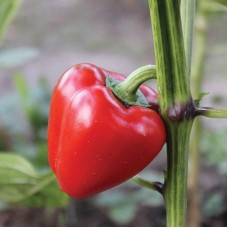 Pimento
