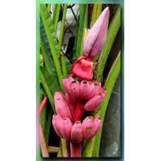Pink Banana