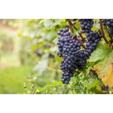 Pinot Noir Grape