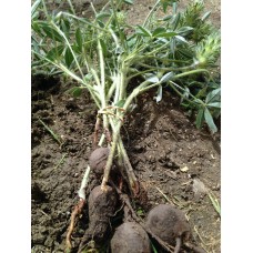 Prairie Turnip