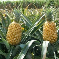Queen Tahiti Pineapple