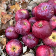 Querina Apple
