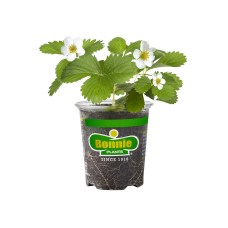 Quinault Strawberry