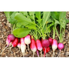 Radish Leaves