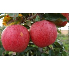 Rajka Apple