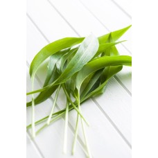 Ramsons