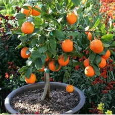 Rangpur Lime