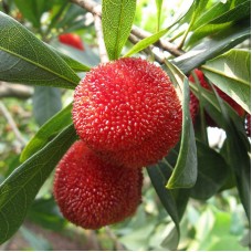 Red Bayberry