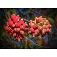 Riberry