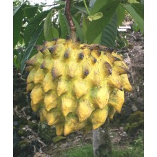 Rollinia