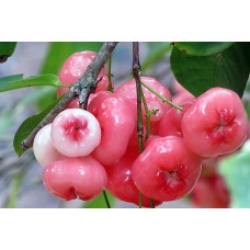 Rose Apple
