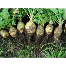 Rutabaga
