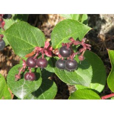 Salal