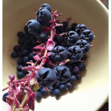 Salal Berry