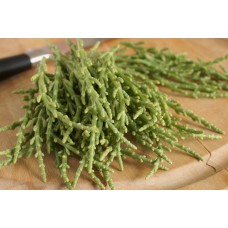 Salicornia