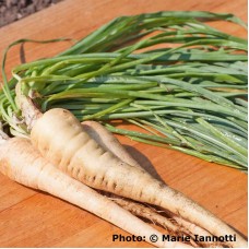 Salsify