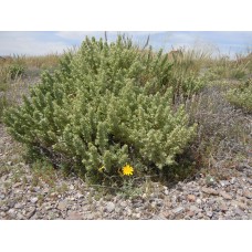Saltbush