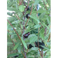 Sand Cherry