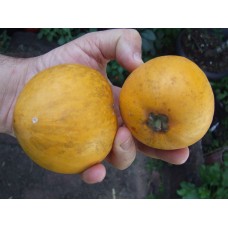 Sapote