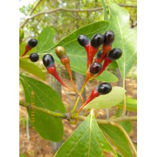 Sassafras