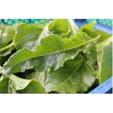 Sea Beet