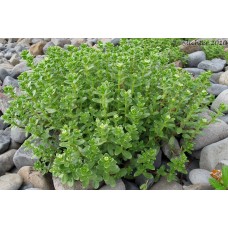 Seabeach Sandwort