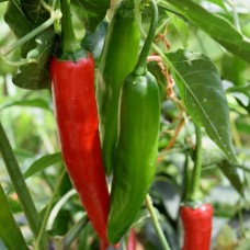 Serrano Pepper