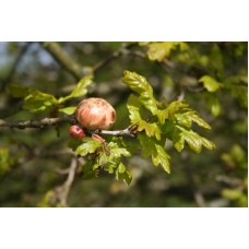 Silky Oak Apple