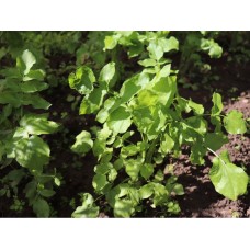 Skirret