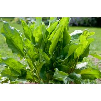Sorrel