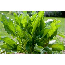 Sorrel Sorrel