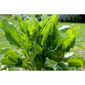 Sorrel