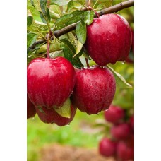Splendor Apple
