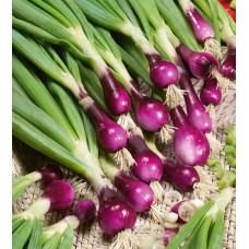 Spring Onion