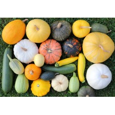 Squash