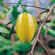 Star Apple