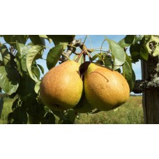 Stinking Bishop Pear