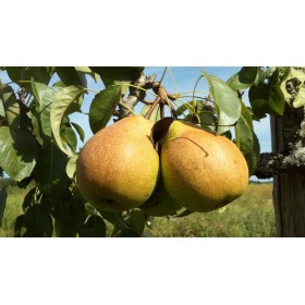 Stinking Bishop Pear