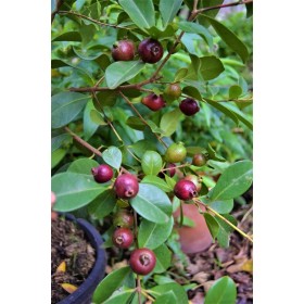 Strawberry Guava