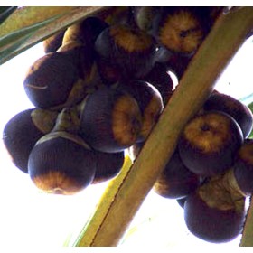 Sugar Palm