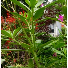 Surinam Spinach