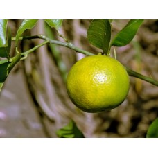 Sweet Lime