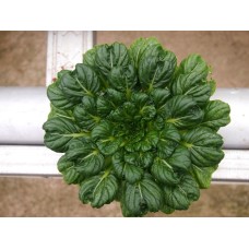 Tatsoi