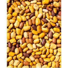 Tepary Bean