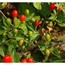 Tepin Pepper