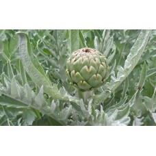 Thistle