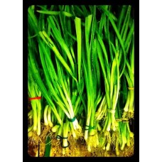 Three-Cornered Leek