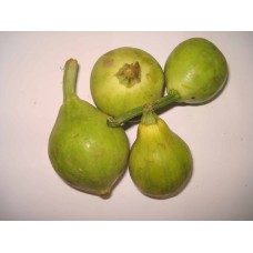 Tinda