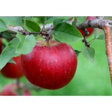 Topaz Apple