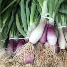 Torpedo Onion